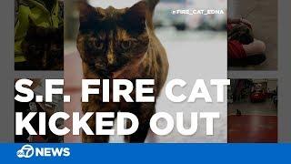 Cat adopted by first responder after anonymous complaint to San Francisco Fire Department