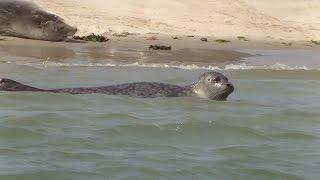 Zeehonden kijken met de Riepel.