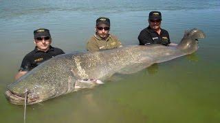 Team Sportex Fight Giant Catfish Record 2,55 mts X 117 kgs by Catfish World