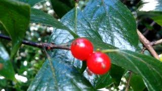 Beautiful Red Berry Tree-- Do You Know what it is?