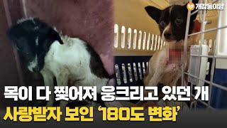 목이 다 찢어져 웅크리고 있던 개 사랑받자 보인 ‘180도 변화’