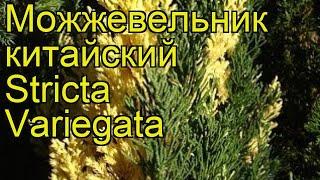 Можжевельник китайский Стрикта Вариегата. Краткий обзор juniperus chinensis Stricta Variegata