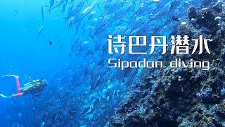 世界頂級的潛水聖地-诗巴丹潜水，The world's top diving resort - Sipadan diving