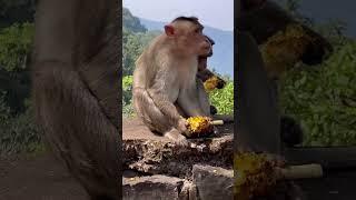 Мартышки #индия #india #махараштра #maharashtra #гоа #goa #monkey #monkeys #обезьяна #обезьяны