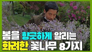 봄을 향긋하게 알리는 화려한 꽃나무 8가지 / 향기 나는 봄 꽃나무 추천! 정원수 추천!