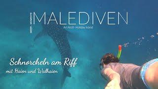 Malediven - Schnorcheln am Riff mit Haien, Walhaien, Oktopus Papageienfisch Drückerfisch und mehr