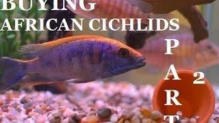 GUIDE TO BUYING AFRICAN CICHLIDS Part 2 Presented by KGTropicals