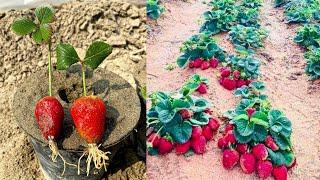 Simple Technique To Grow Strawberries From Strawberry Fruit 100% Work