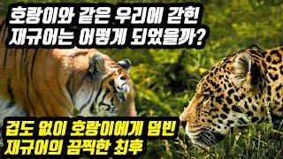 벵골호랑이 VS 재규어 싸움 대결 중국의 동물원에서 벌어진 실제상황 호랑이와 같은 우리에 갇힌 재규어는 어떻게 되었을까?