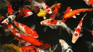 9 Fun & Interesting Facts About Koi Fish