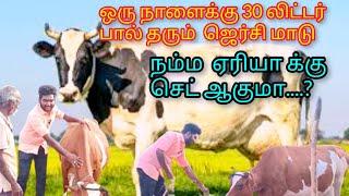 #ஜெர்சி மாடு வகைகள் ஒரு  நாளைக்கு 30 லிட்டர் பால் தரும் 