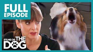 Anxious Papillion Constantly in Panic Mode! | Full Episode | It's Me or The Dog