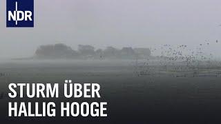 Land unter auf Hallig Hooge | die nordstory | NDR Doku