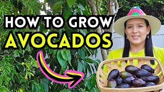 5 Expert Tips To Grow LOTS of AVOCADOS In Your Home Backyard Garden