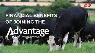 Financial Benefits Of Joining The Advantage Beef Programme  | ABP Demonstration Farm