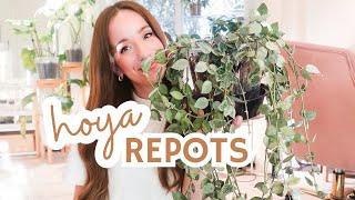 repotting HOYAS | polyneura, krohniana super silver + mathilde | repotting nutrients