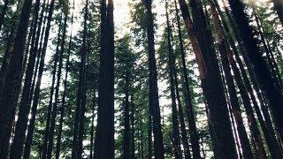 Recording Forest Ambiences at Talapus Lake, WA - Creaky Trees