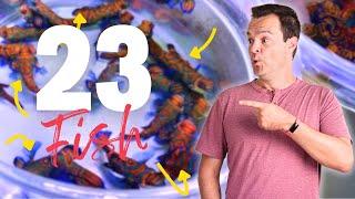 How Many Fish Can You Put In A Saltwater Aquarium?