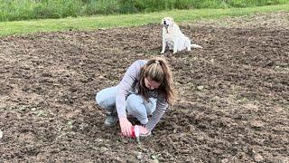 Mrs oxford821 fertilizing the Pumkins! Corn food plot update