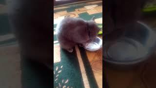 Кот ещё тот,пьёт...