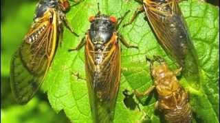 KHZTV.com's Ask the Entomologist Cicadas Show with Royal Pest Solutions