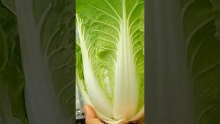 Tips for growing good green Chinese cabbage