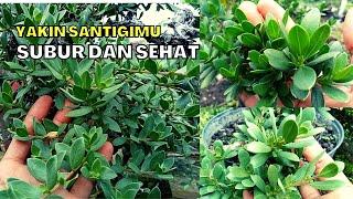 CARA AGAR BONSAI SANTIGI SUBUR DAN SEHAT