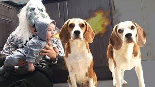 Whitewalker vs Dogs Prank : Louie The Beagle