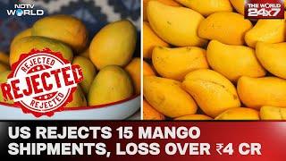 Mangoes From India To US | US Junks 15 Shipments of Mangoes From India, Exporters Lose Over ₹4 Crore