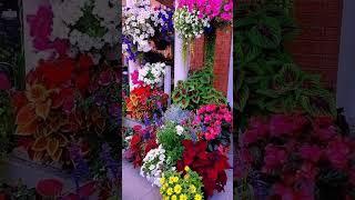 Best indoor house plants#home #decor#indoorplants#gardening #trending#viralvideo #shorts#landscaping