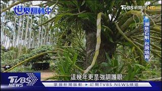 【世界翻轉中】中藥在地種植 永續生產 解決資源難題｜TVBS新聞 @TVBSNEWS02