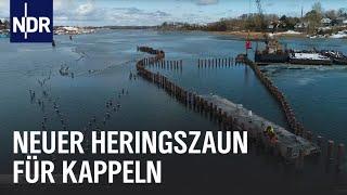 Kappeln: Europas letzter Heringszaun   | Die Nordreportage | NDR Doku