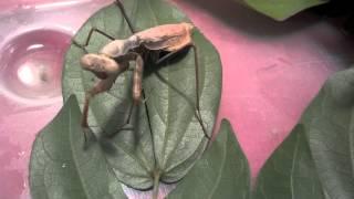 Mantis Rescued from Sidewalk