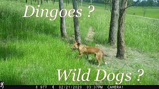 Dingo or Wild Dog? 1