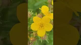 Yellow Sunny  Flowers and a small living creature 🪲