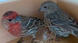 Love in the Air: Watch House Finches Build a Nest