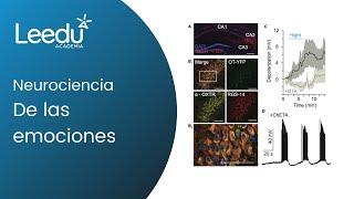 Emociones: su vinculo con las necesidades