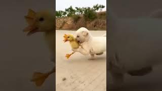 chiot trop mignon avec des autres animaux !