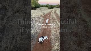 "Things are beautiful if you love them". #slowliving #naturelove #farmlife