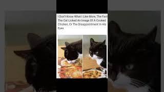 Funny animal comedy! (Might have to pause) #animalsofyoutube #kittiesofyoutube