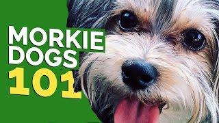 Morkie Dogs 101