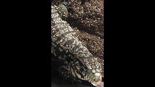 MY TEGU GEORGE - LIVE FEEDING