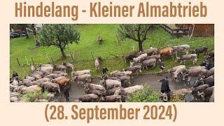 Hindelang:  kleiner Almabtrieb (28. September 2024)