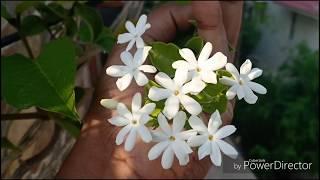 How to propagate Jasmine easily