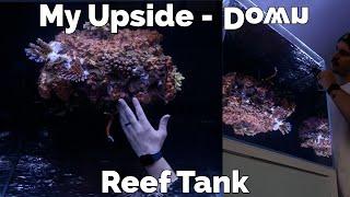 World's first Upside Down Reef Tank: Adding the first corals