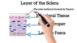 Sclera anatomy || sclera of eye || anatomy and Physiology of Sclera || Anatomy of Sclera ||