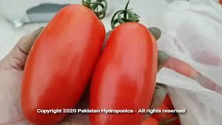 Grow vegetables round the year in clean and hygienic environment-Pakistan Hydroponics R&D Greenhouse