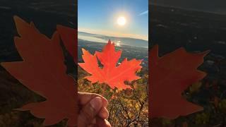 Fall colors will soon be in full blast in Utah Valley, with yellow & Orange Patches #shorts #provo