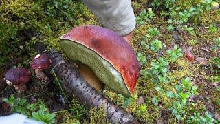 HUGE PORCINI! KING BOLETE! FUNGHI PORCINI! PENNY BUN CHANTERELLES FORAGING MUSHROOMS! ASMR! Finland