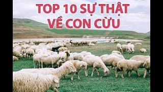 10 Sự Thật Thú Vị Về Con Cừu | 10 Interesting Facts About Sheep